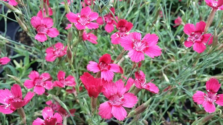 Dianthus deltoides `Nelli`
