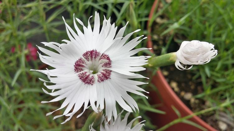 Dianthus monspessulanus ssp. sternbergii `Simon`