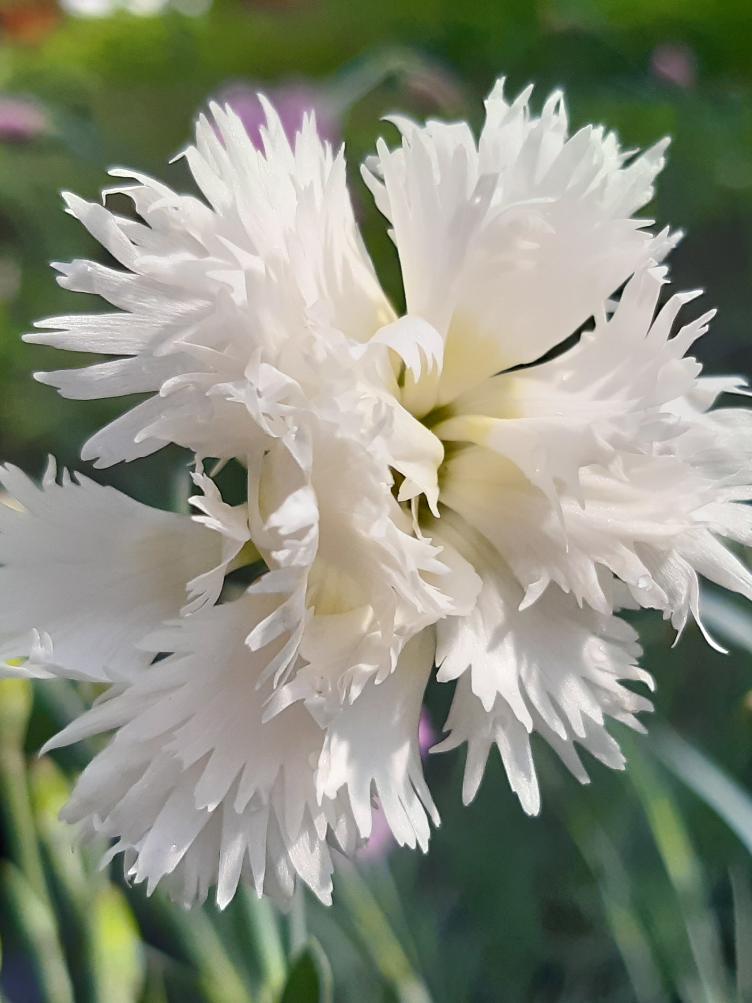 Dianthus plumarius `Her Majesty`