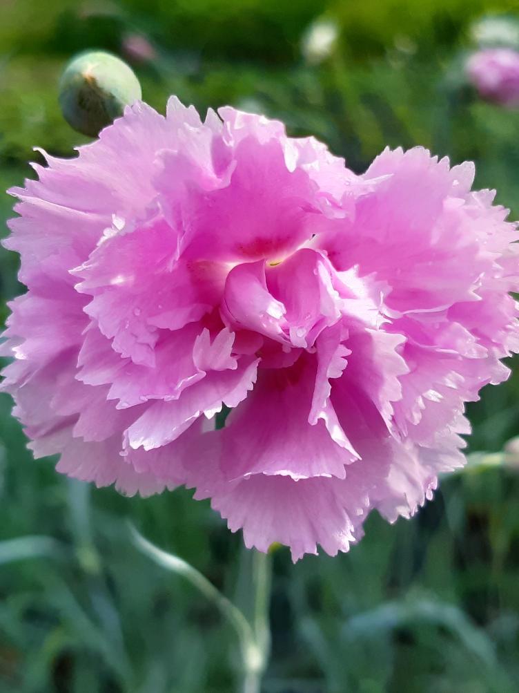 Dianthus plumarius `Rose de Mai`