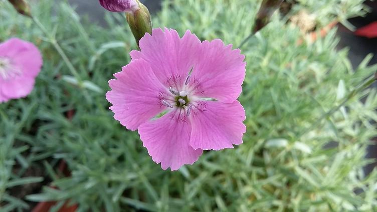 Dianthus subacaulis