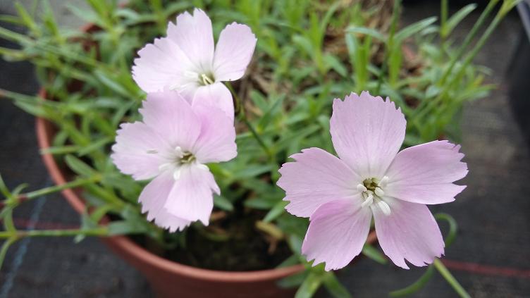 Dianthus x arvernensis
