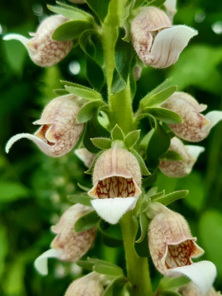 Digitalis lantana `Café Crème`