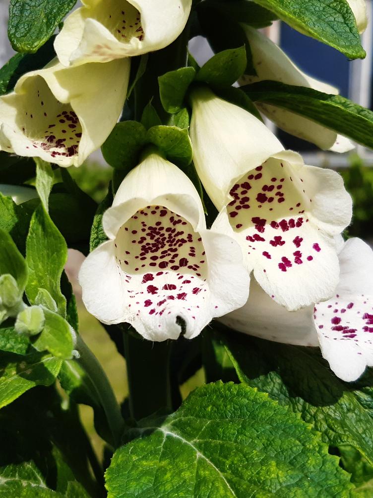 Digitalis purpurea `Alba`