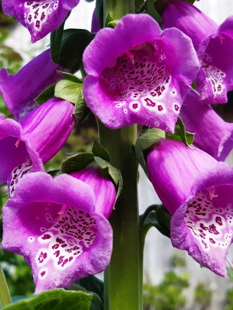 Digitalis purpurea
