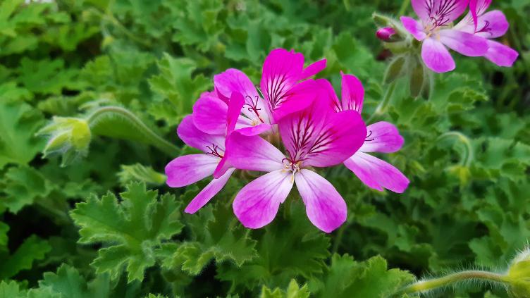 Duftpelargonium Pink Capricorn