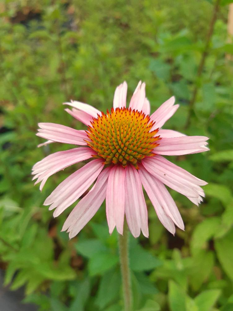 Echinacea angustifolia
