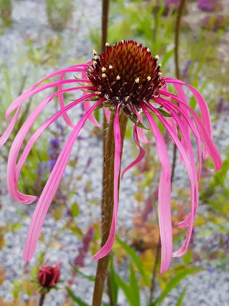 Echinacea pallida