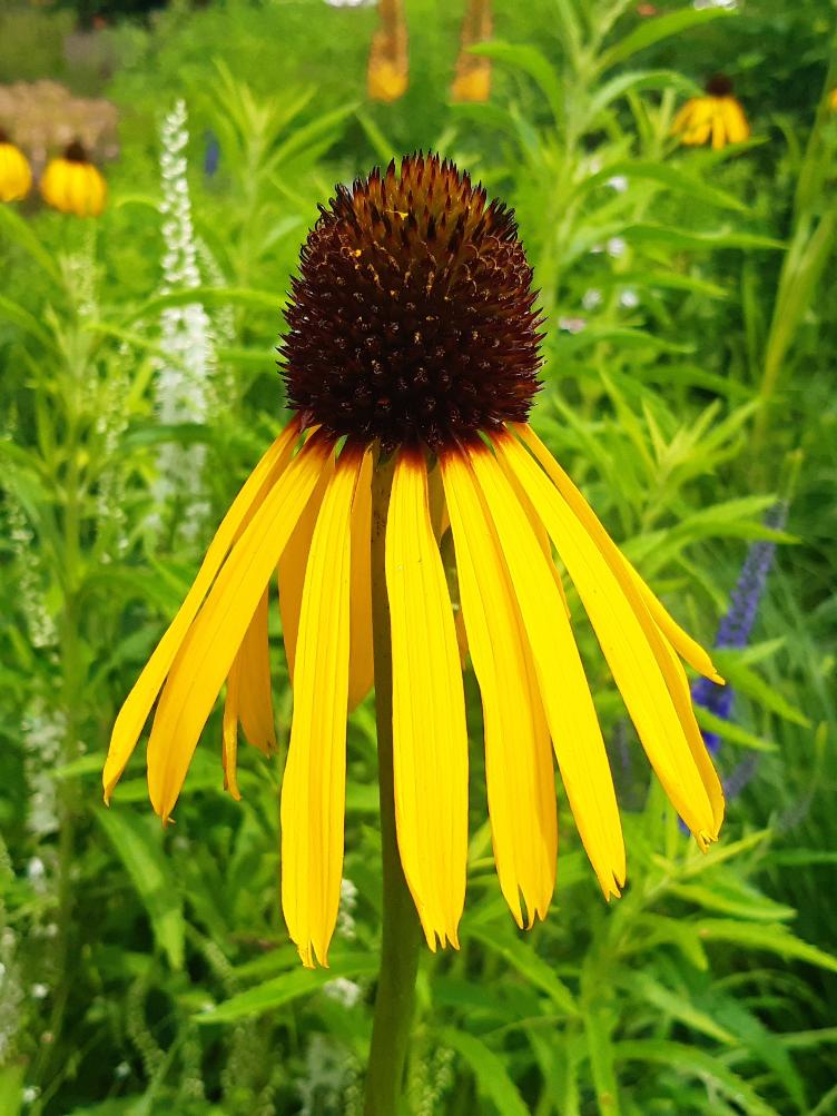 Echinacea paradoxa var. paradoxa