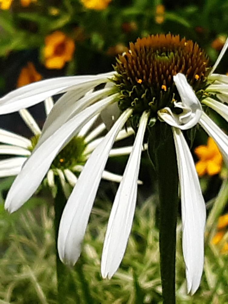 Echinacea purpurea `Alba`