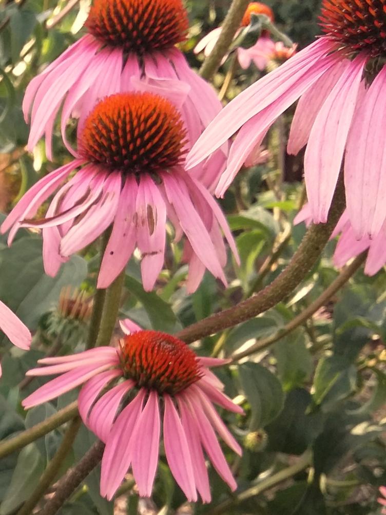 Echinacea purpurea