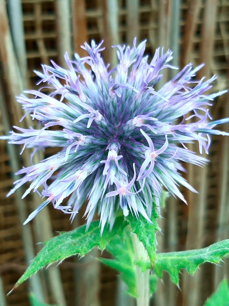 Echinops ritro