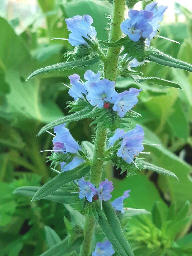 Echium vulgare