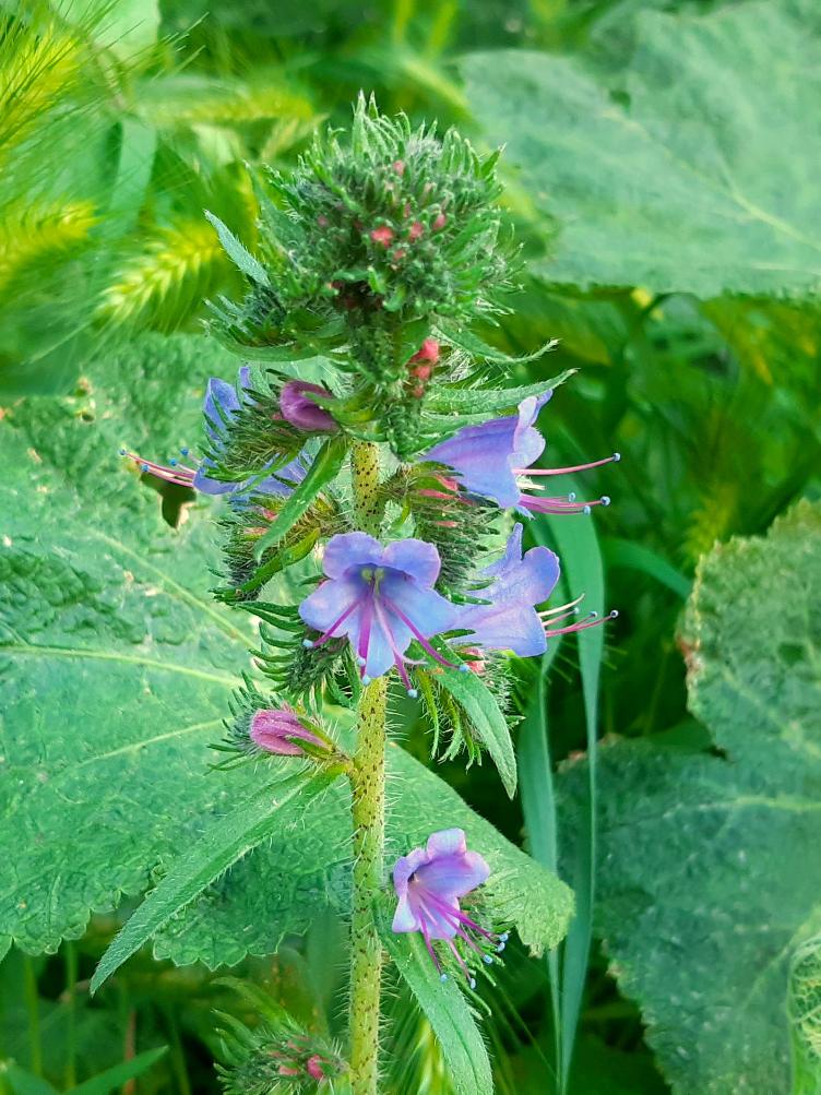 Echium vulgare