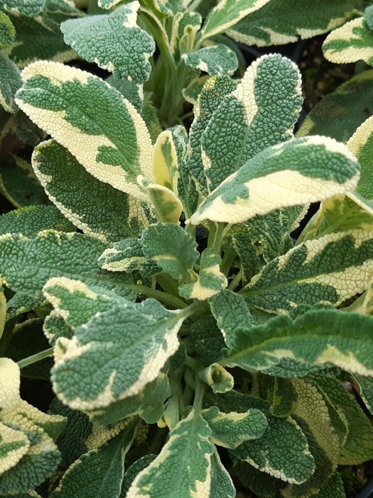 Echter Salbei Berggarten Variegata