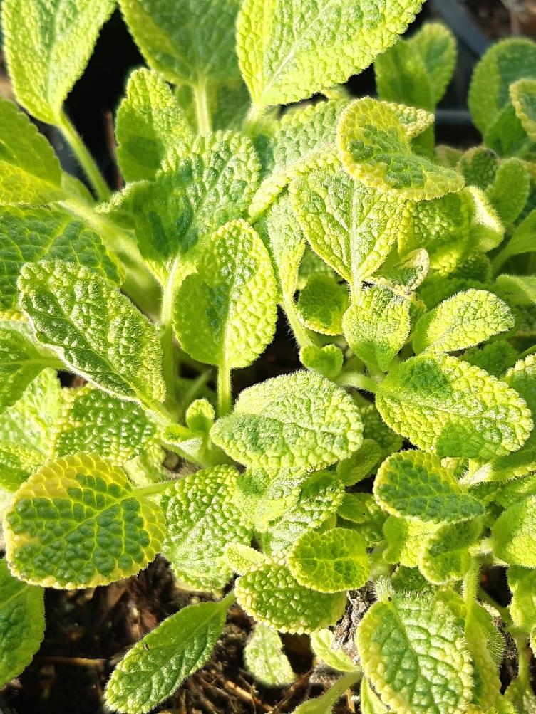 Echter Salbei Icterina