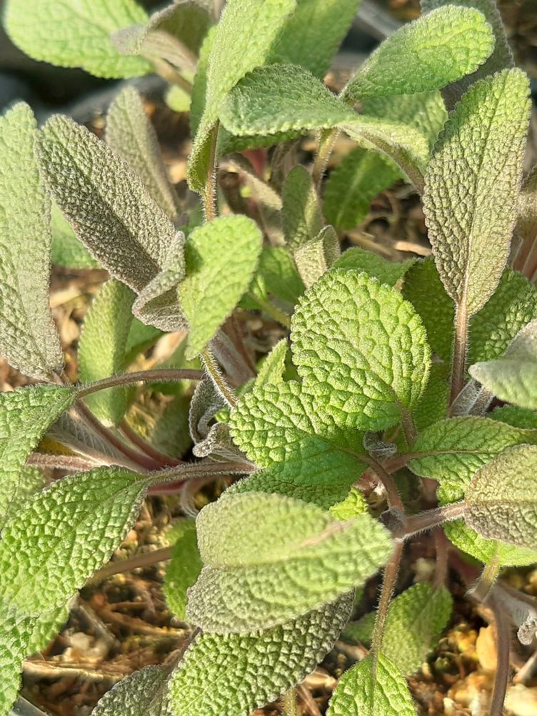 Echter Salbei Purpurea