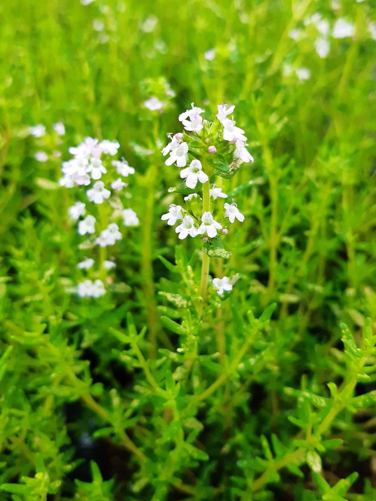 Echter Thymian Faustinoi