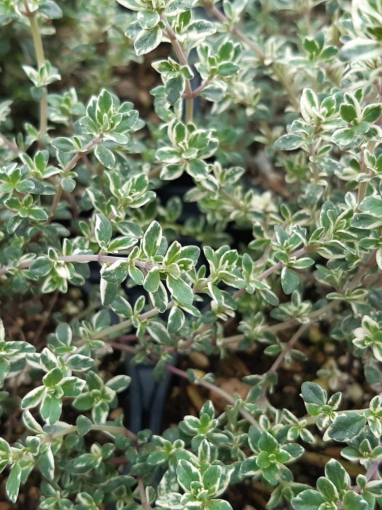 Echter Thymian Silver Posie - 0