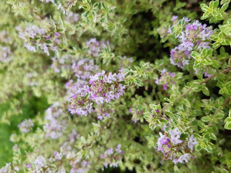 Echter Thymian Silver Posie