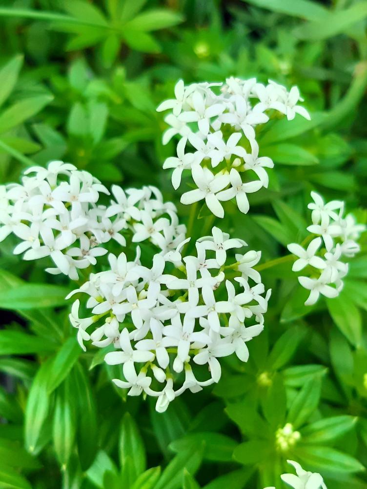 Echter Waldmeister