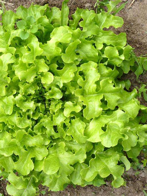 Eichblatt Strubelpeter