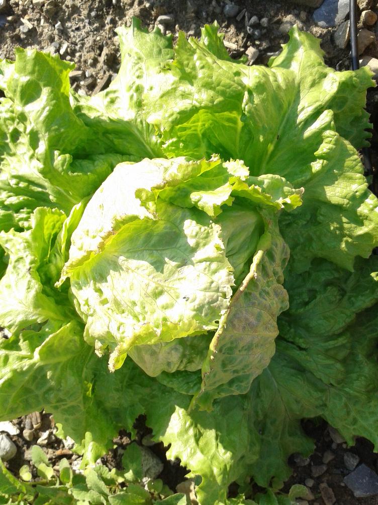 Eisberg Laibacher Eis