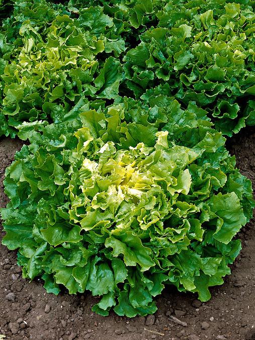 Endivie Géante Maraichère