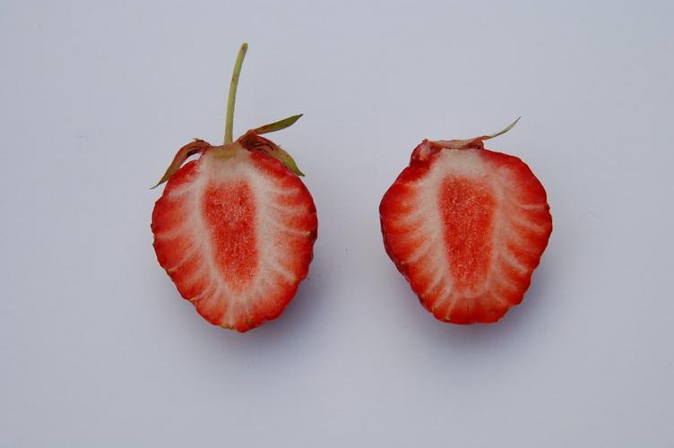 Erdbeere Hansa - 0