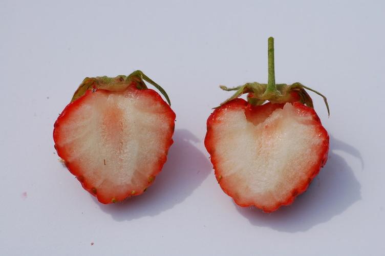 Erdbeere Maikönigin - 0