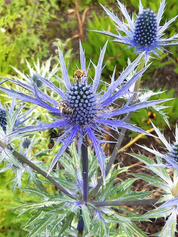 Eryngium amethystiunum