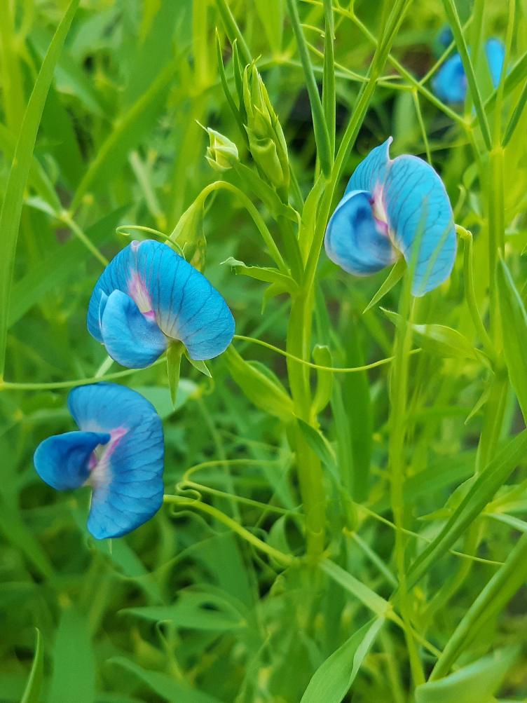 Essbare Platterbse Heavenly Blue