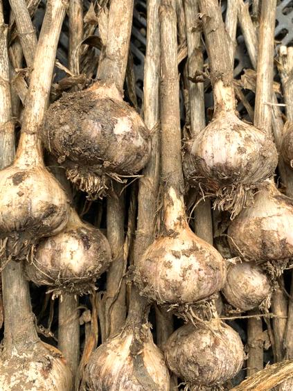 Etagenknoblauch Rüti