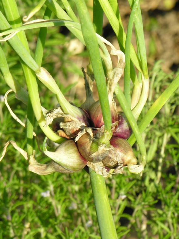 Etagenzwiebel Vom Onsernonetal