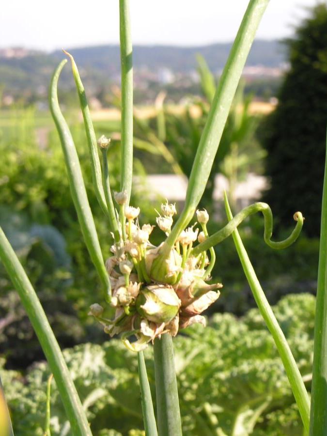 Etagenzwiebel Zwiebelröhrli