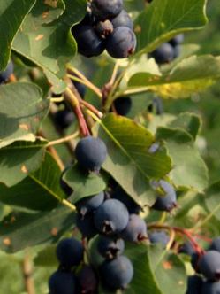 Felsenbirne Smoky