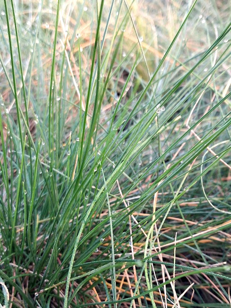 Festuca glauca `Blaue Auslese`