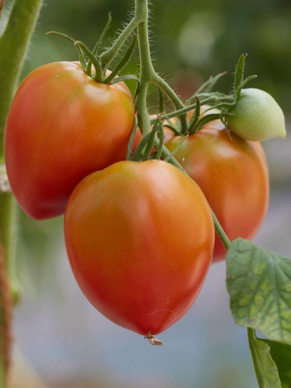 Flaschentomate Amish Pasta