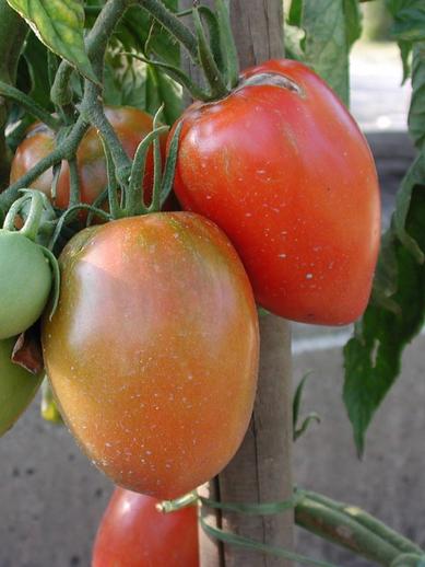 Flaschentomate Amish Pasta