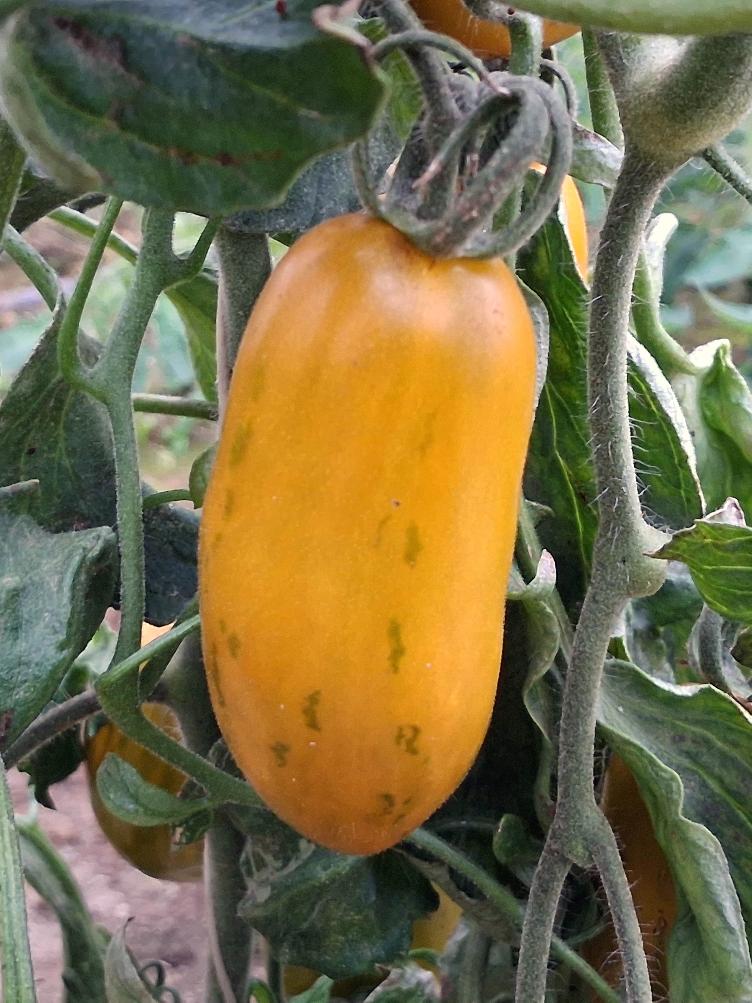 Flaschentomate Green Sausage