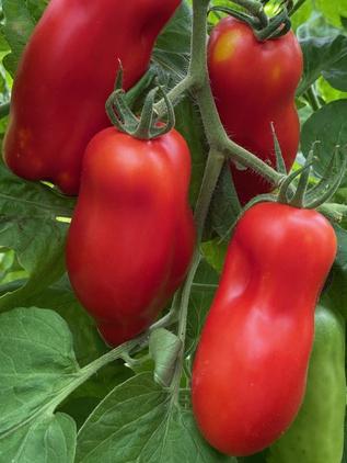 Flaschentomate San Marzano