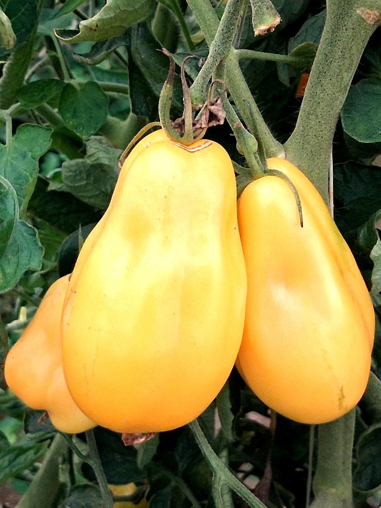 Flaschentomate Yellow Bell