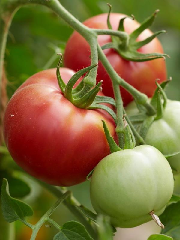 Fleischtomate Berner Rosen