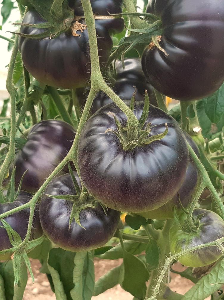Fleischtomate Black Beauty