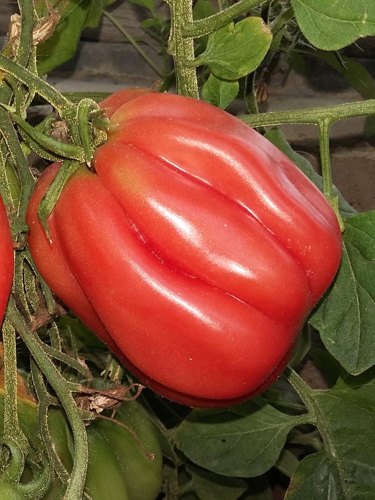 Fleischtomate Gezahnte Bührer-Keel