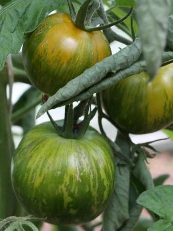 Fleischtomate Green Zebra