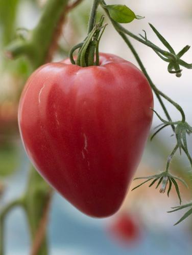 Fleischtomate Herztomate Riehen