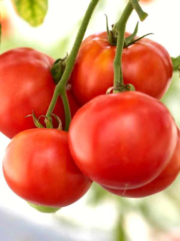 Fleischtomate Juboline