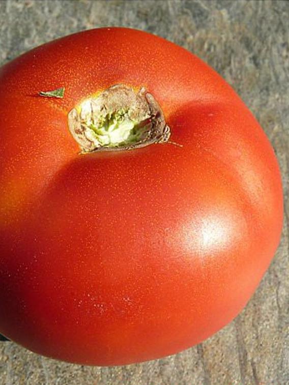 Fleischtomate Juboline