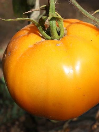 Fleischtomate Mandarin